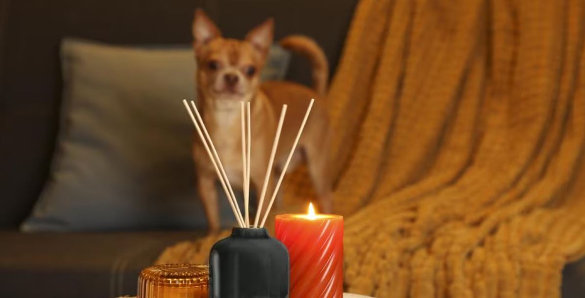 بهترین عود برای حیوانات، گربه، عروس هلندی و ...