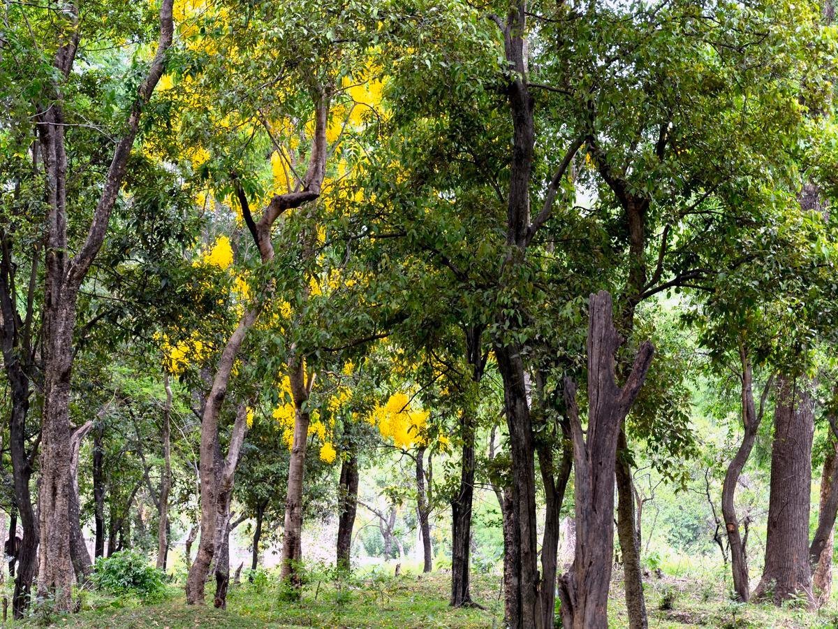 درخت صندل SANDALWOOD